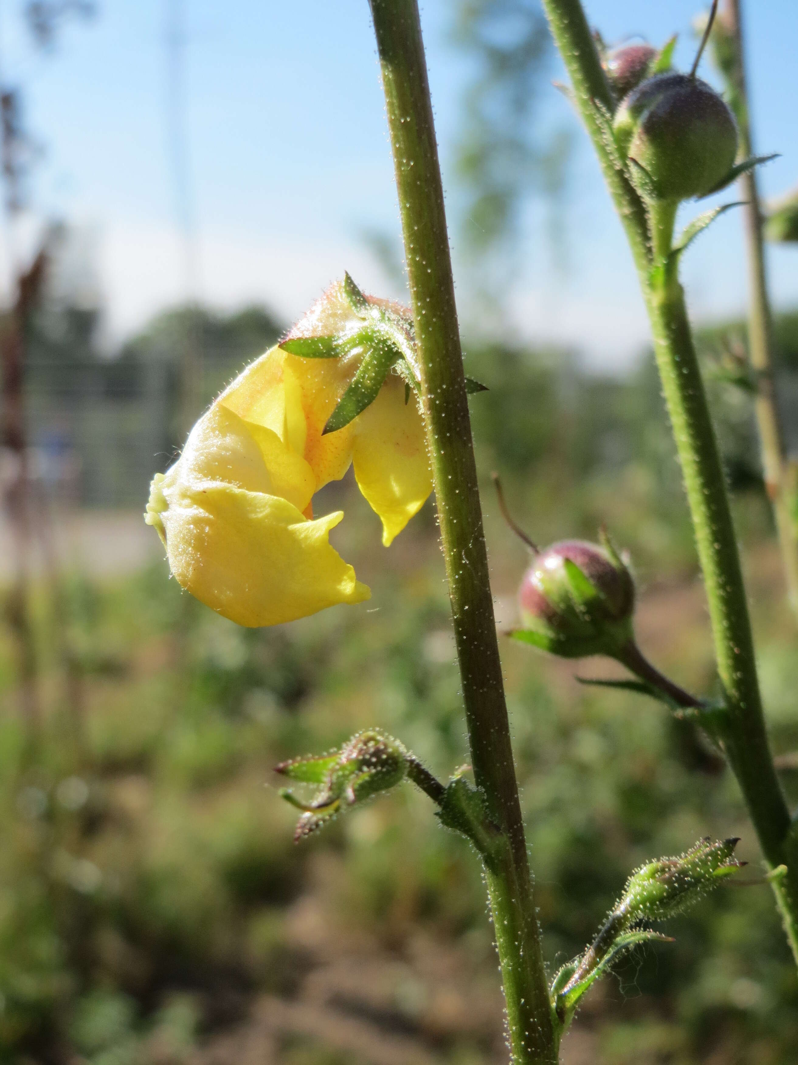 Verbascum nigrum L. resmi