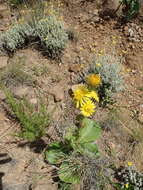 Sivun Berkheya rhapontica (DC.) Hutch. & Burtt Davy kuva