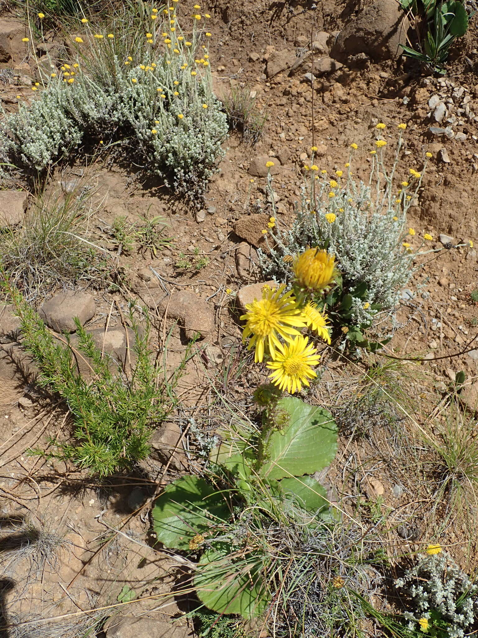 Sivun Berkheya rhapontica (DC.) Hutch. & Burtt Davy kuva