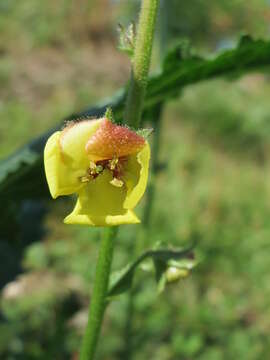 Verbascum nigrum L. resmi