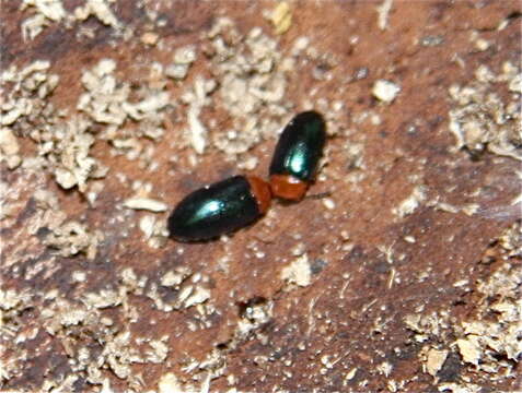 Слика од Tetratoma (Tetratoma) truncorum Le Conte 1866