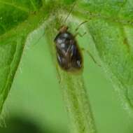 Image of Monalocoris filicis (Linnaeus 1758)