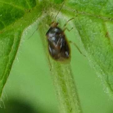 Image of Monalocoris filicis (Linnaeus 1758)