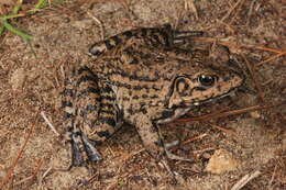 Sivun Lithobates heckscheri (Wright 1924) kuva