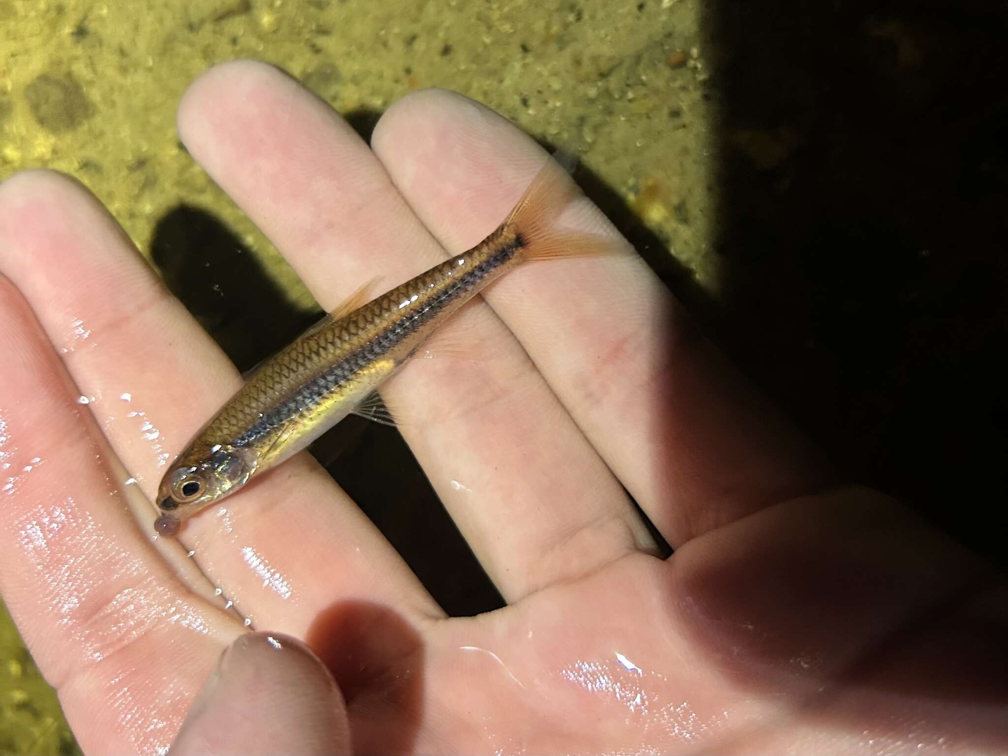 Image of Coastal Shiner