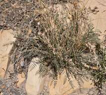 Image of Spring Mountain milkvetch