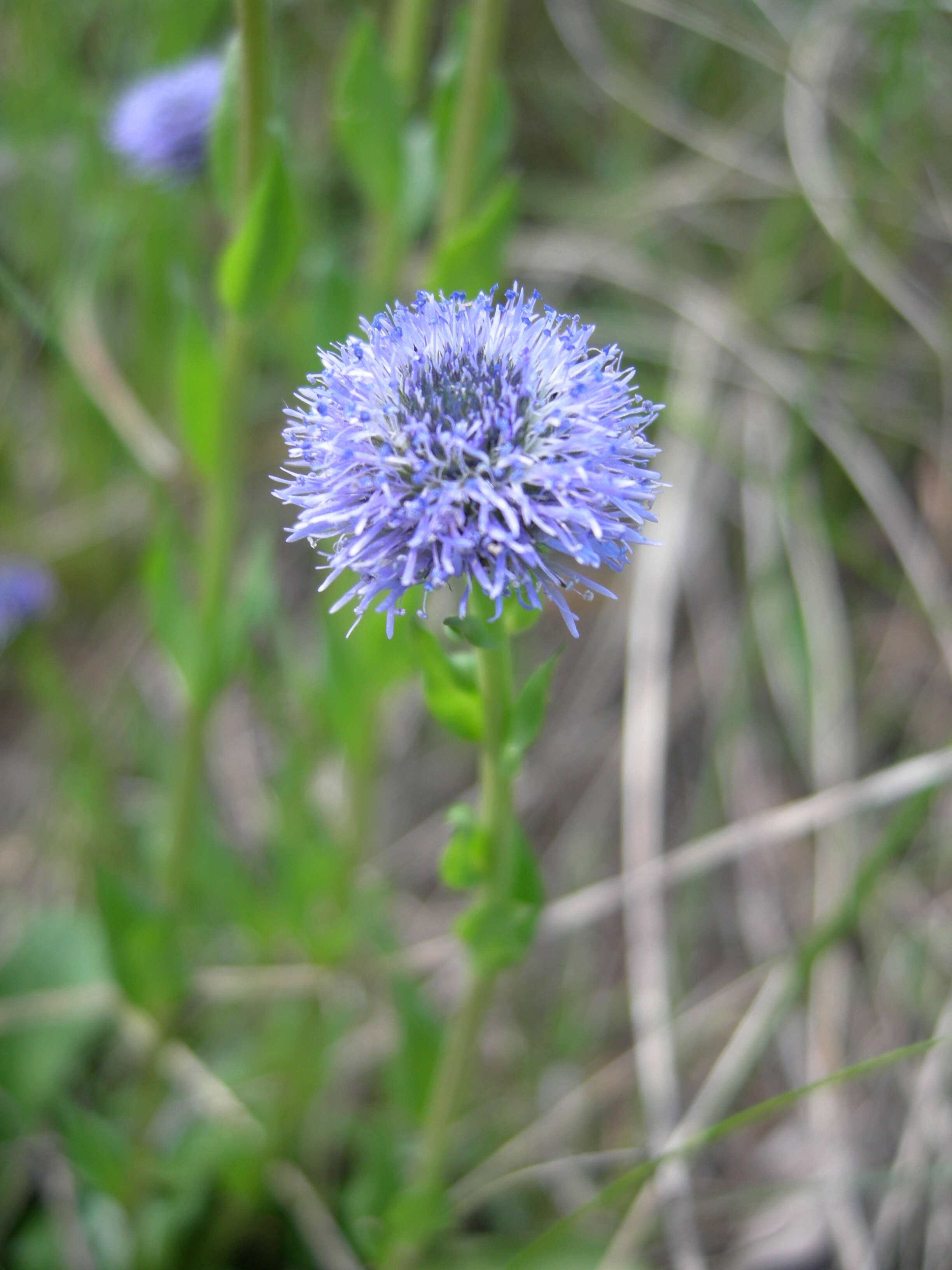 Image of Globularia bisnagarica L.