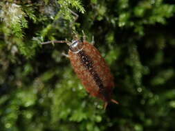 Image of Philoscia affinis Verhoeff 1908