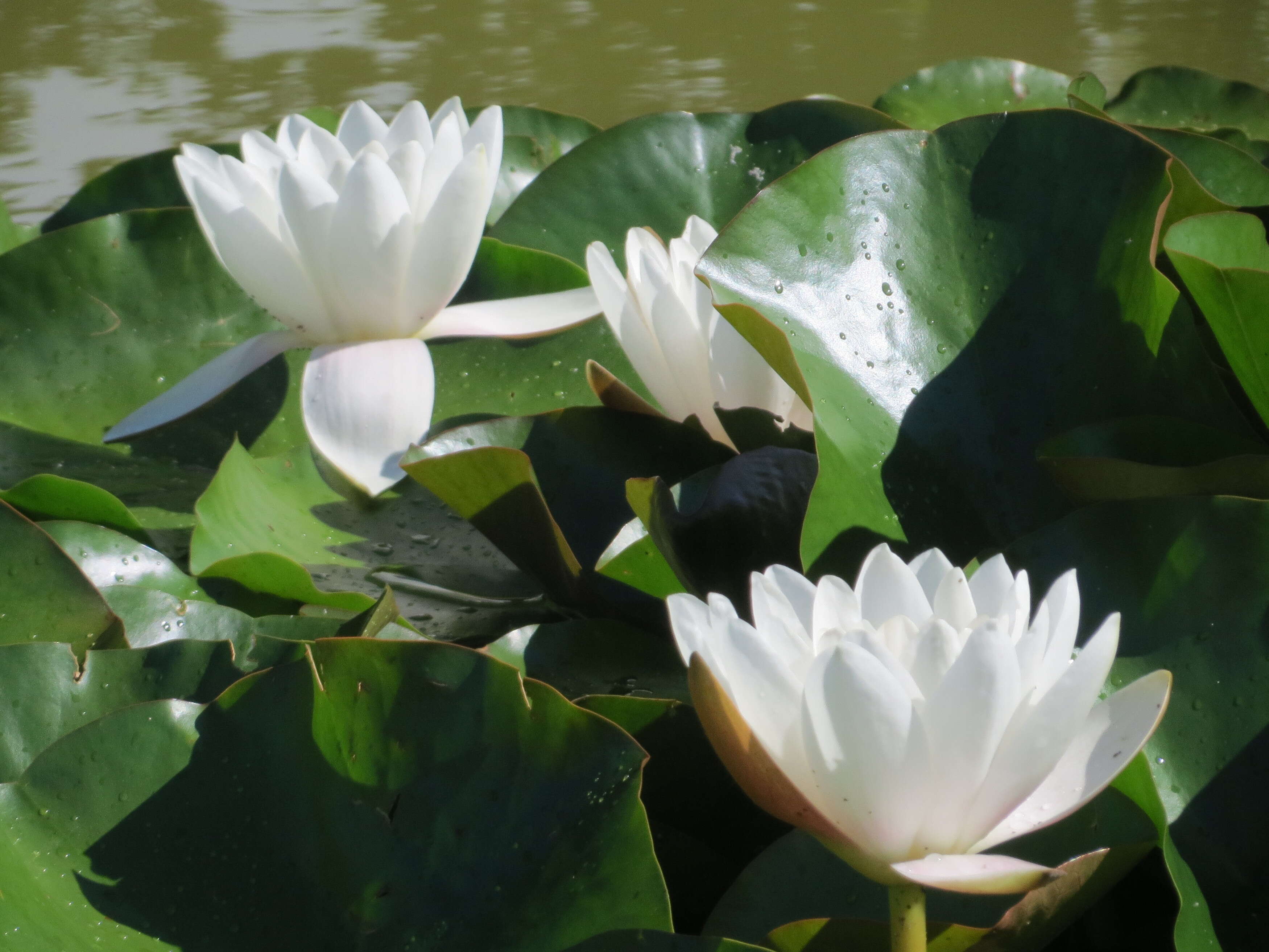 Image of European white waterlily