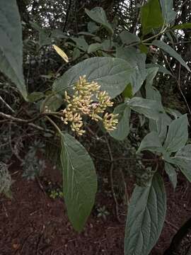 Image de Viburnum urceolatum Sieb. & Zucc.