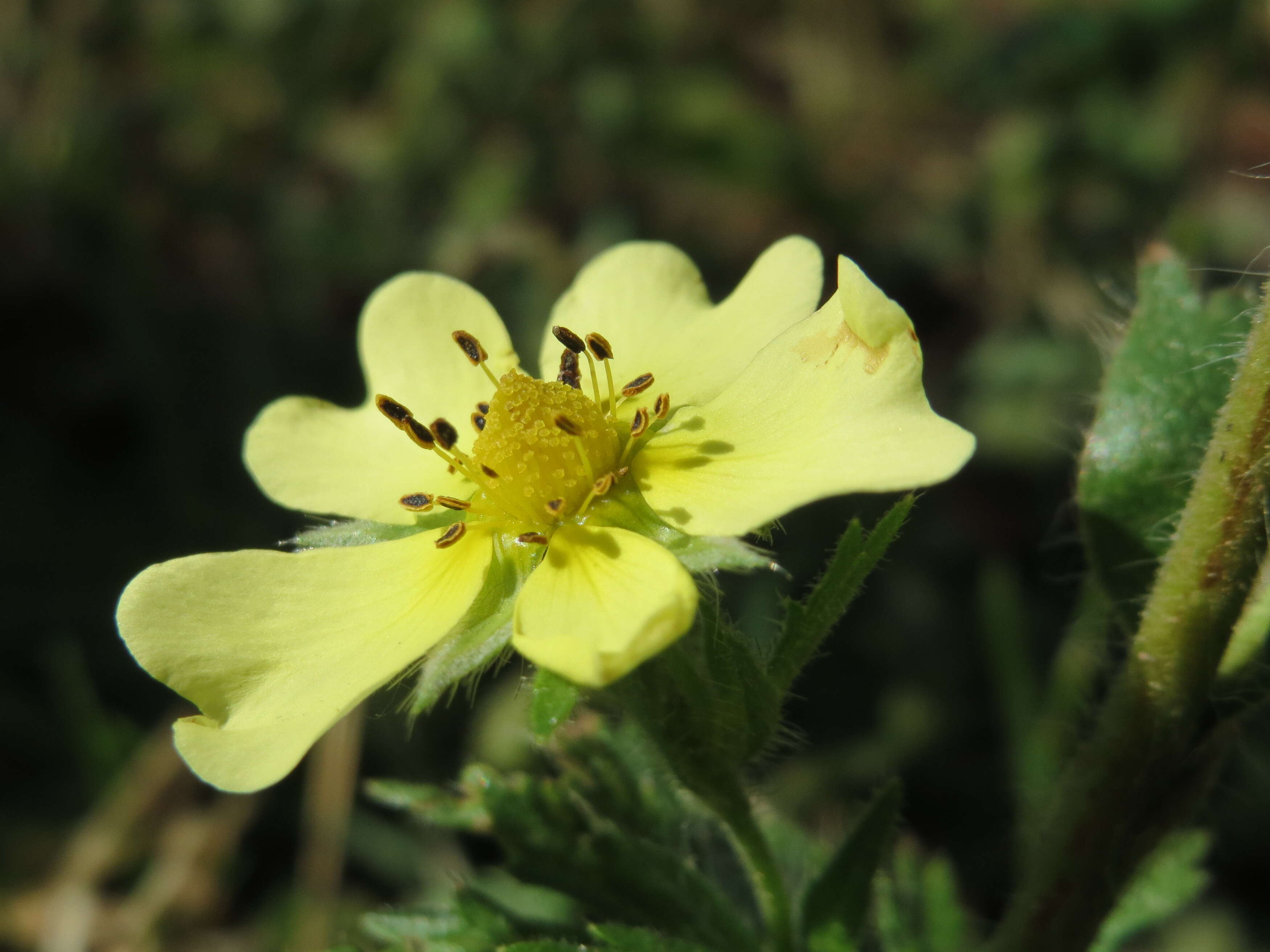 Image of sulphur cinquefoil