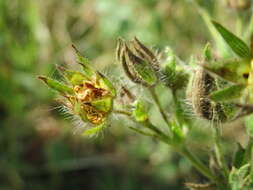 Image of sulphur cinquefoil