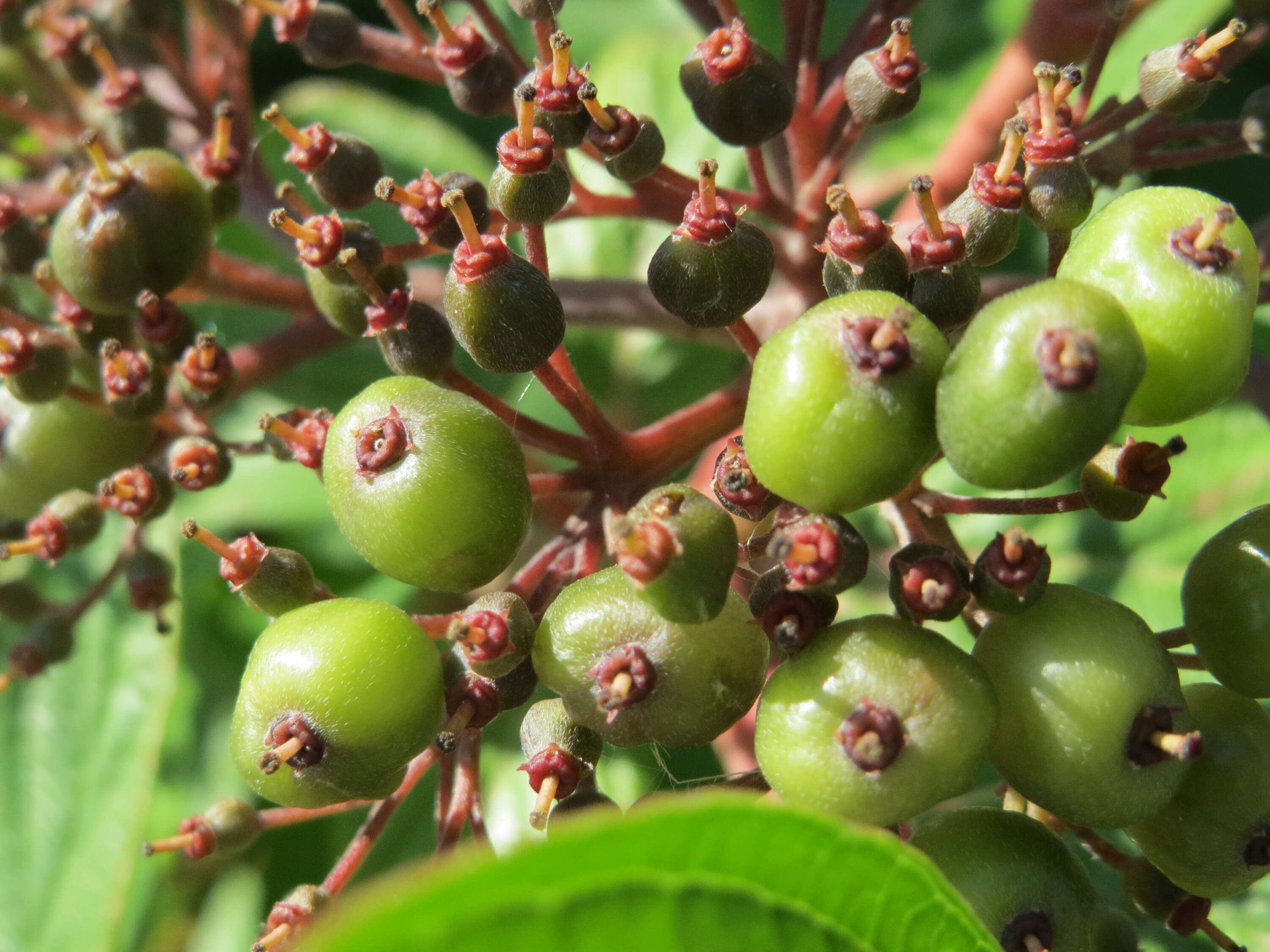 Image of Red-Barked Dogwood