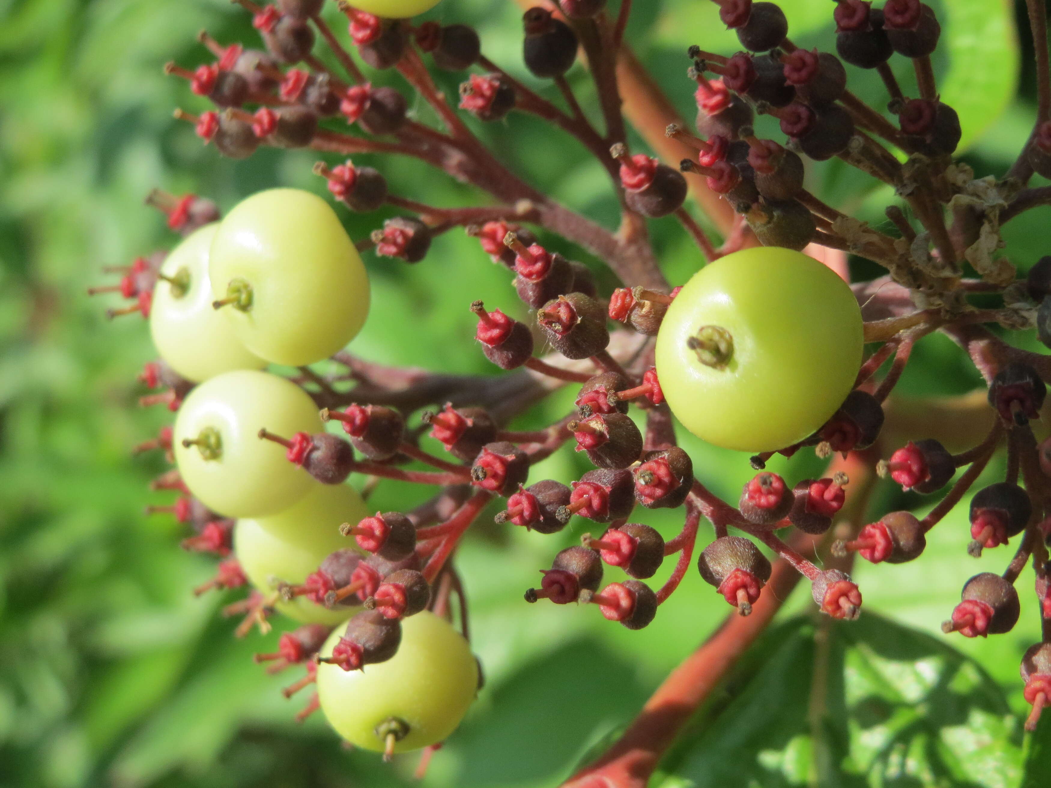 Image of Red-Barked Dogwood