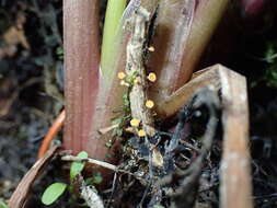 Plancia ëd Hymenoscyphus menthae (W. Phillips) Baral 1985