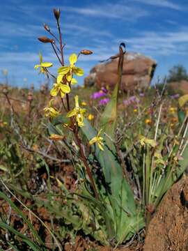 Image of Cyanella lutea subsp. lutea