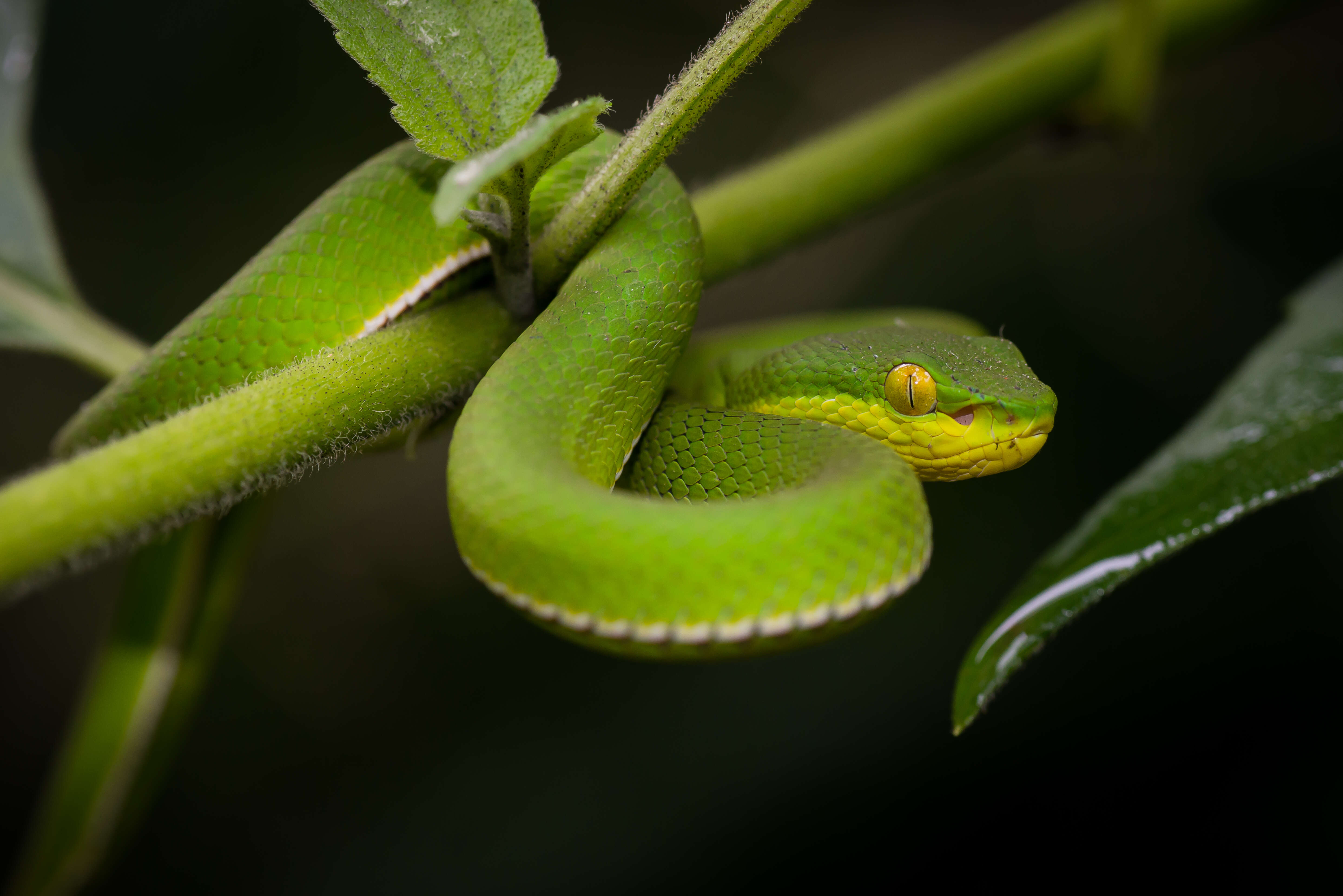 Image of White-lipped Tree Viper