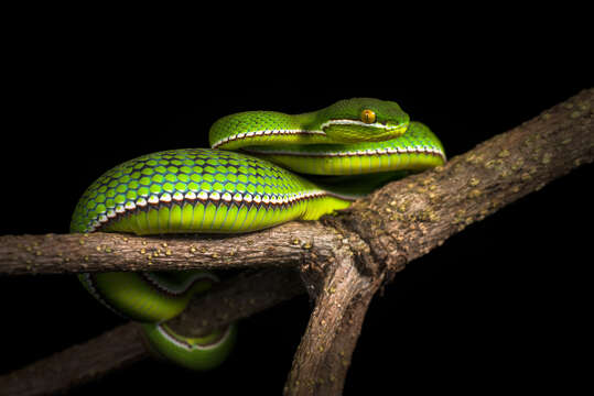 Image of White-lipped Tree Viper