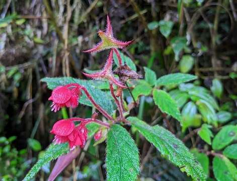 Image of Begonia urticae L. fil.