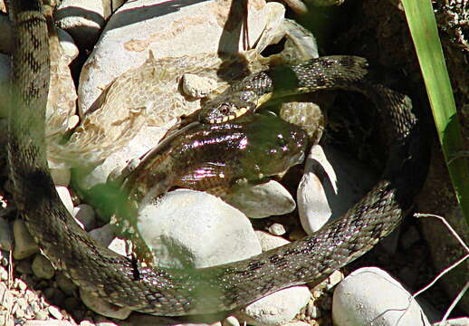 Image of Bullhead