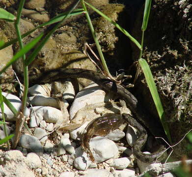 Image of Bullhead