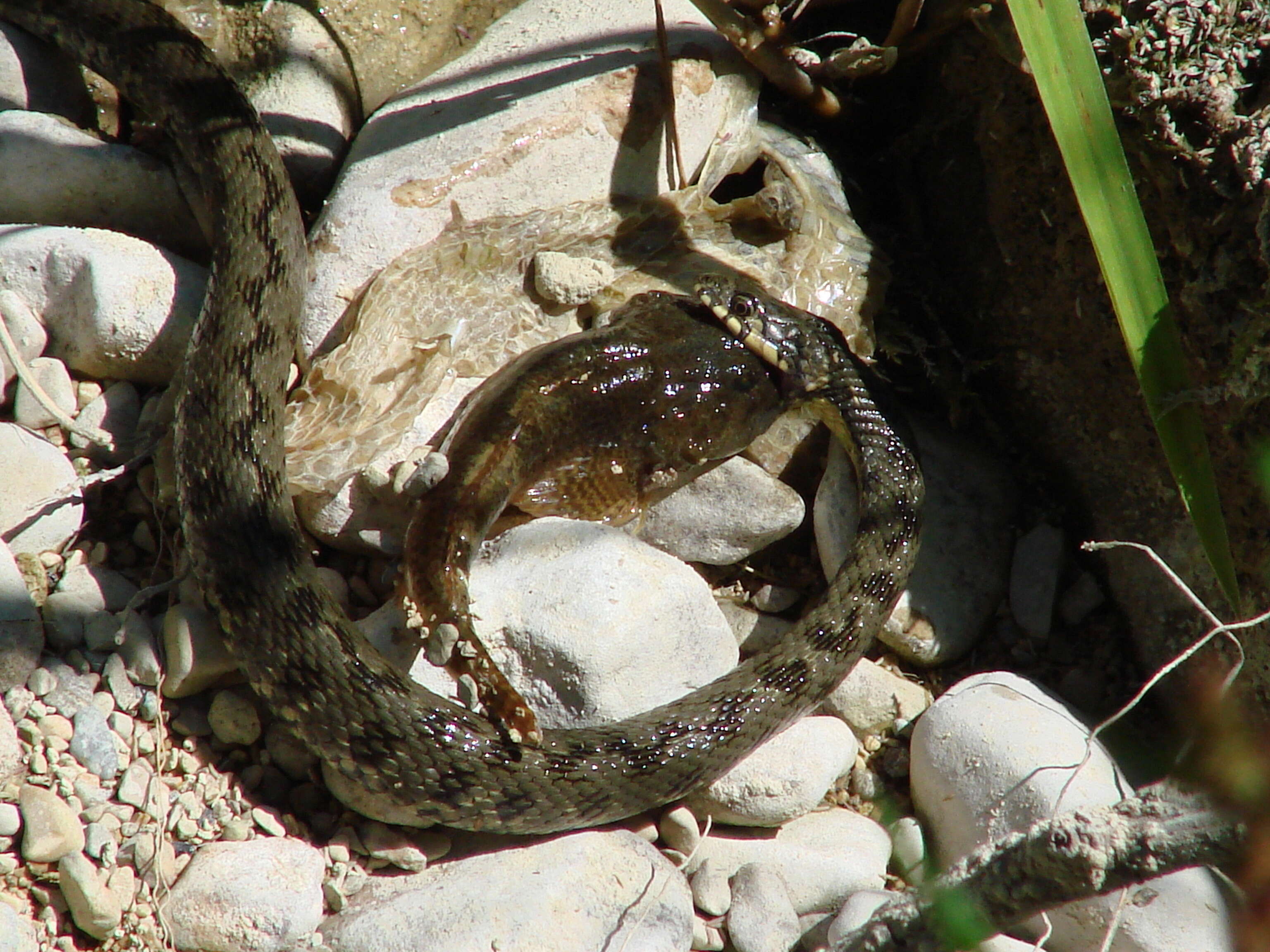 Image of Bullhead