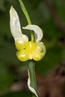 Image of few-flowered leek