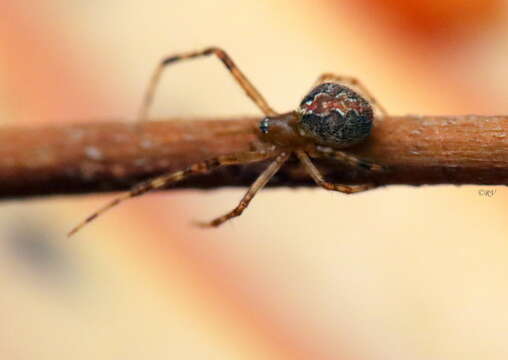 Image of Theridion pinastri L. Koch 1872