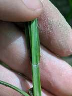 Image of Smooth-Sheath Sedge