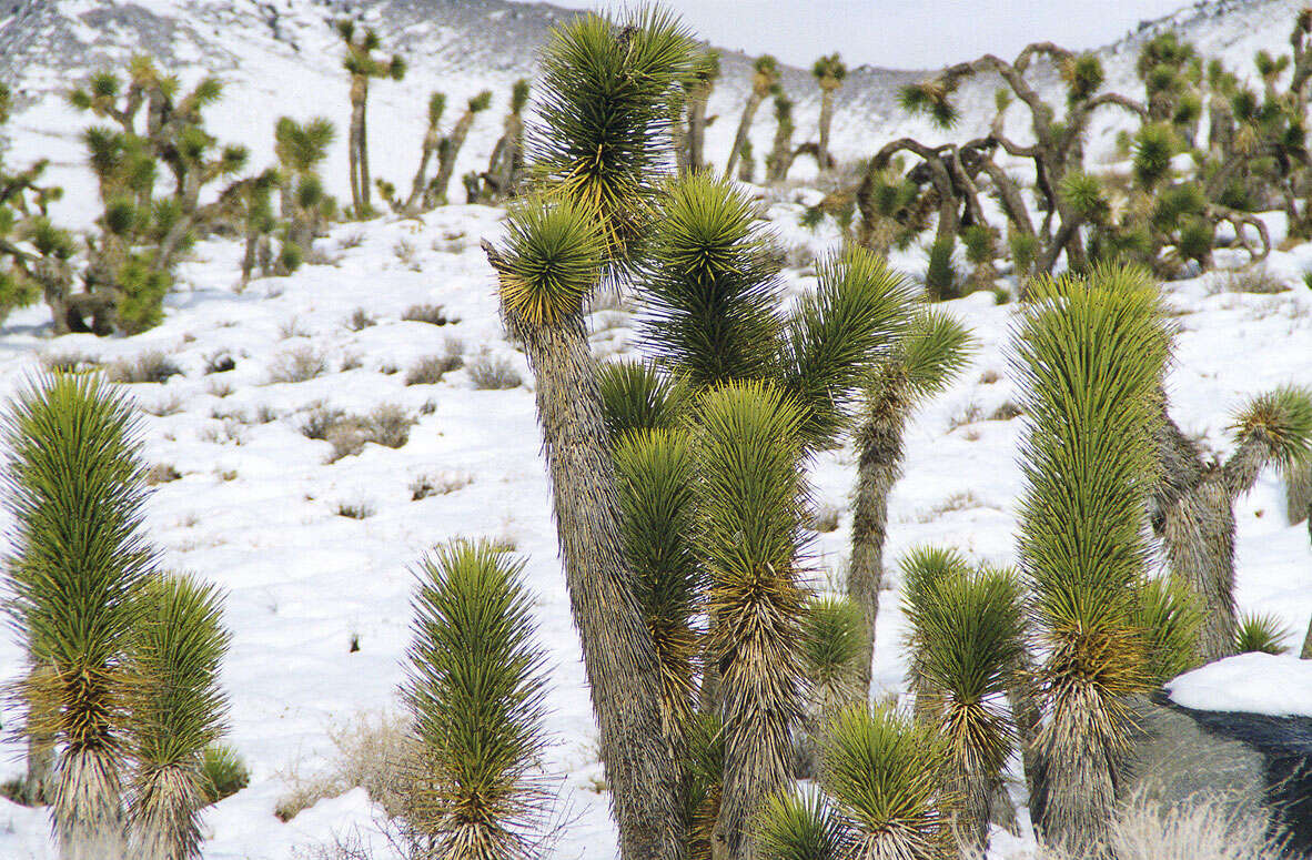 Image of Joshua tree