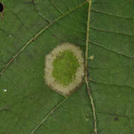 Phyllonorycter lucetiella (Clemens 1859)的圖片