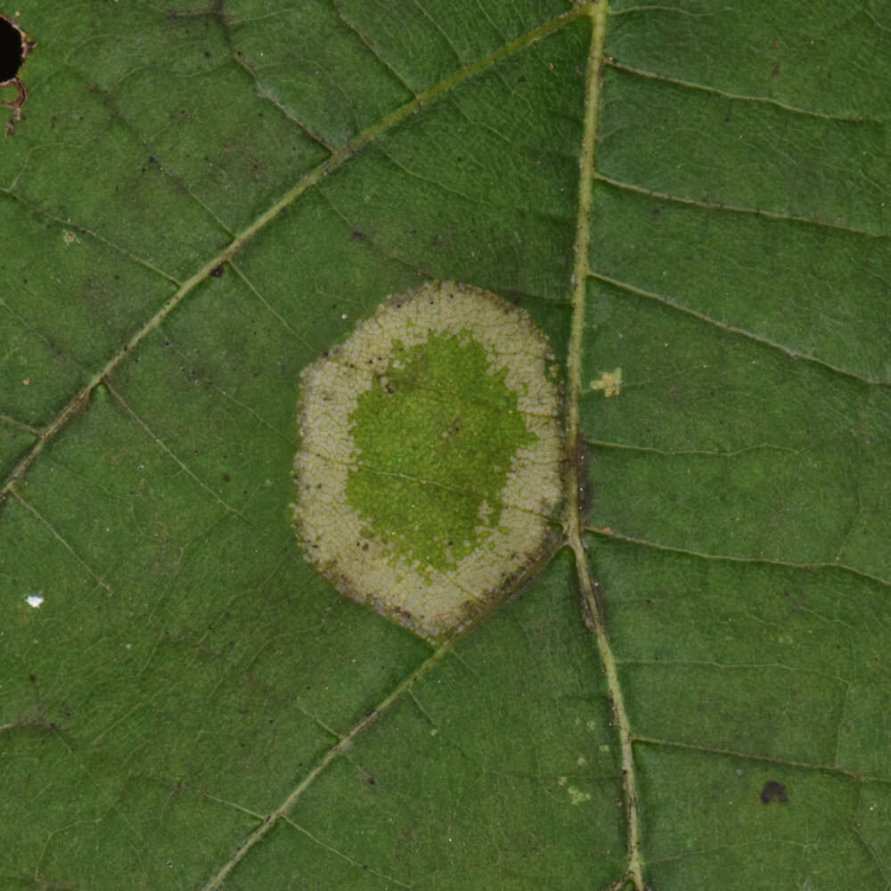 Phyllonorycter lucetiella (Clemens 1859)的圖片