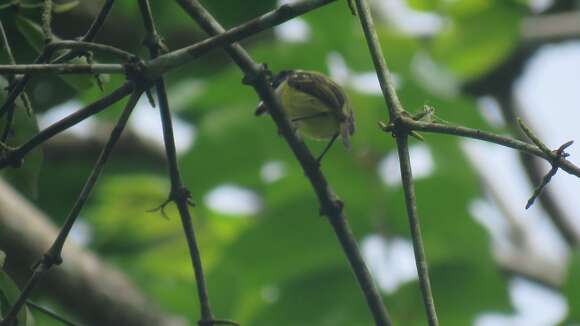 Image of Black-headed Tody-Flycatcher