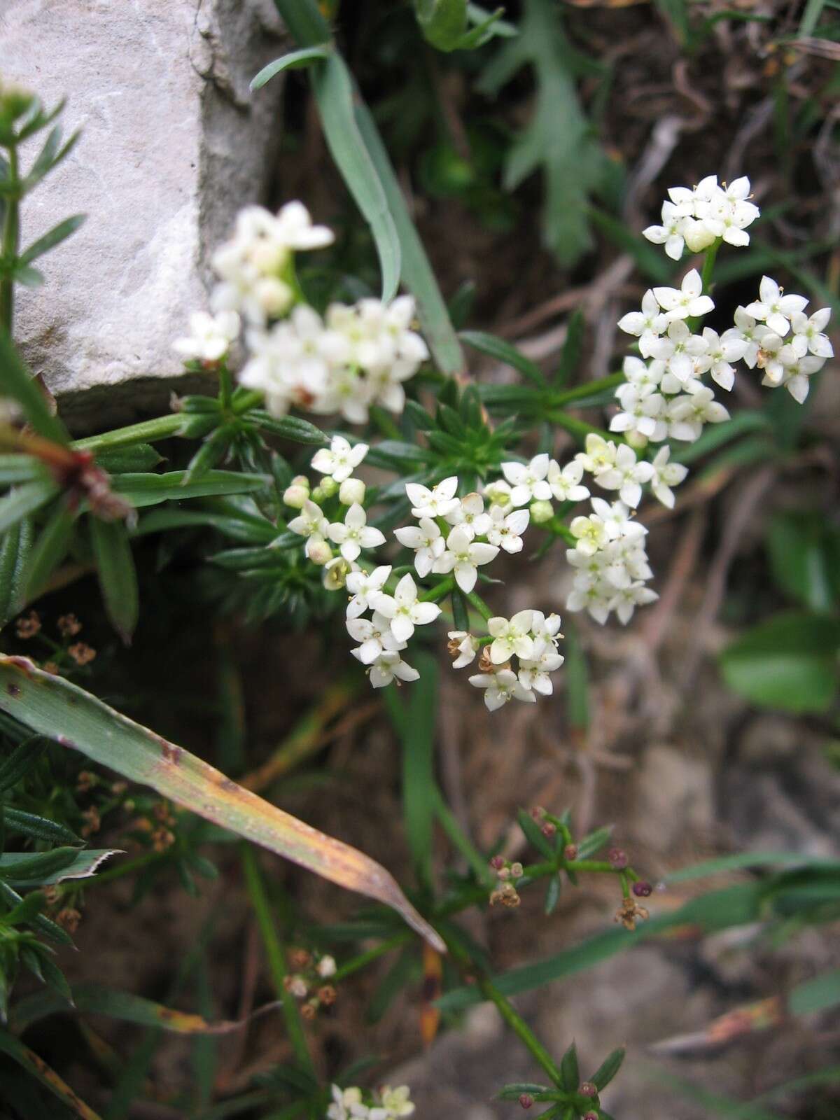 Plancia ëd Galium anisophyllon Vill.