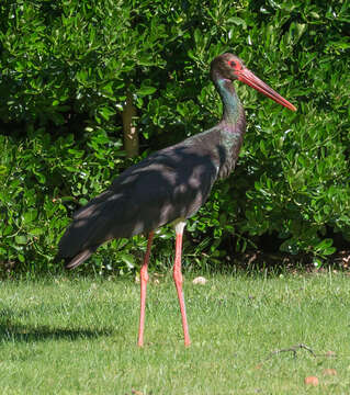 Image of Black Stork