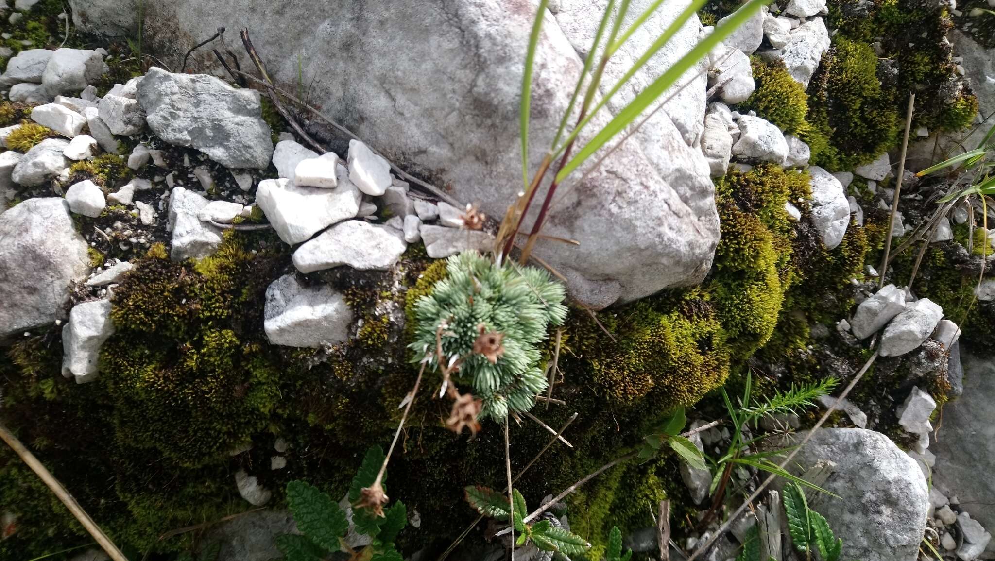 Plancia ëd Saxifraga aretioides Lapeyr.