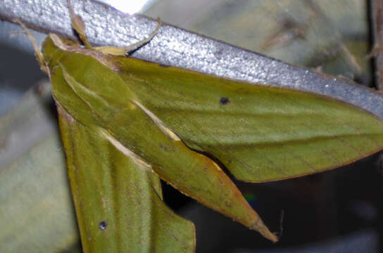 Image of Xylophanes crotonis (Walker 1856)