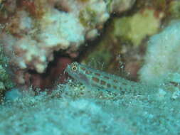 Image of Redblotched pygmy goby