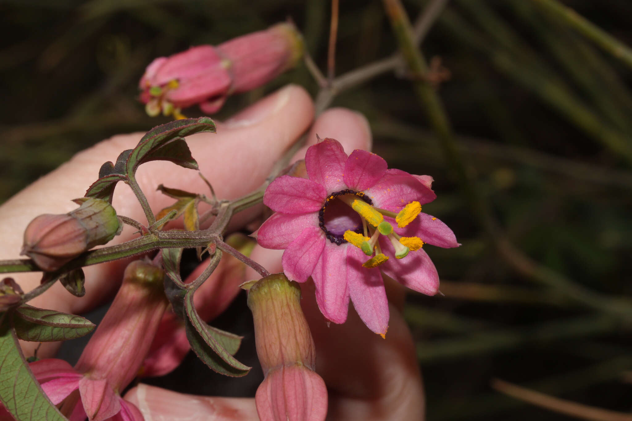 Plancia ëd Passiflora gracilens (A. Gray) Harms