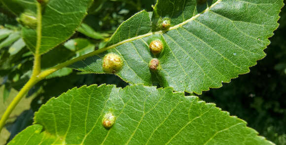 Image of Phylloxera russellae Stoetzel 1981