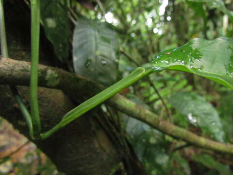 Image of Philodendron propinquum Schott