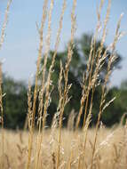 Image of Button Grass