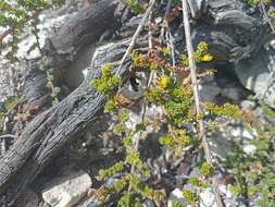 Plancia ëd Aspalathus salteri L. Bolus