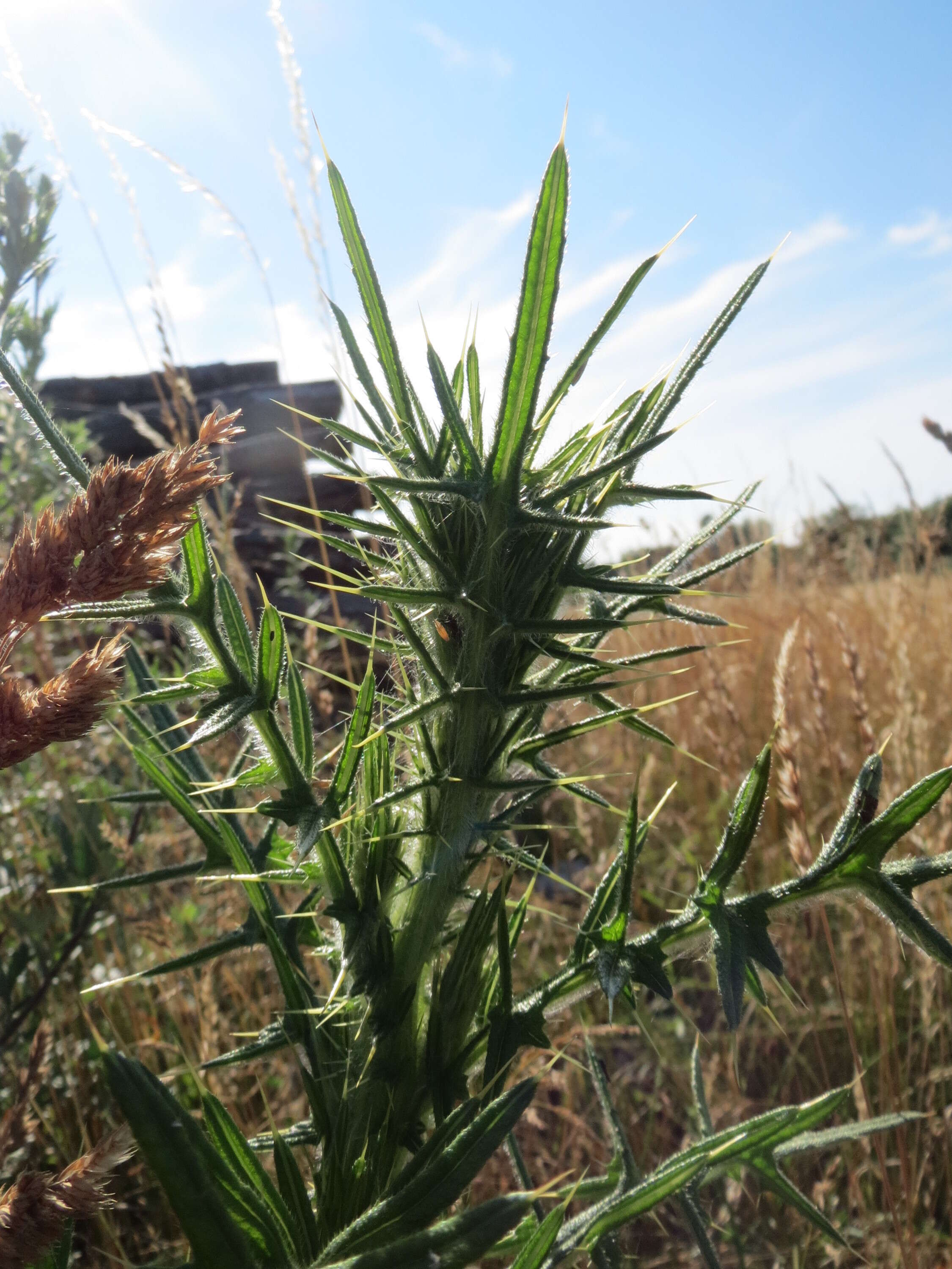 Image of Spear Thistle