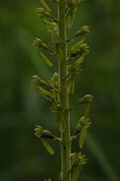 Image of Common twayblade