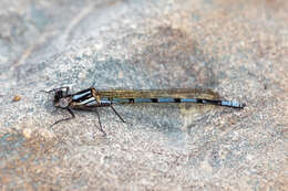 Image of Kubusi stream damsel