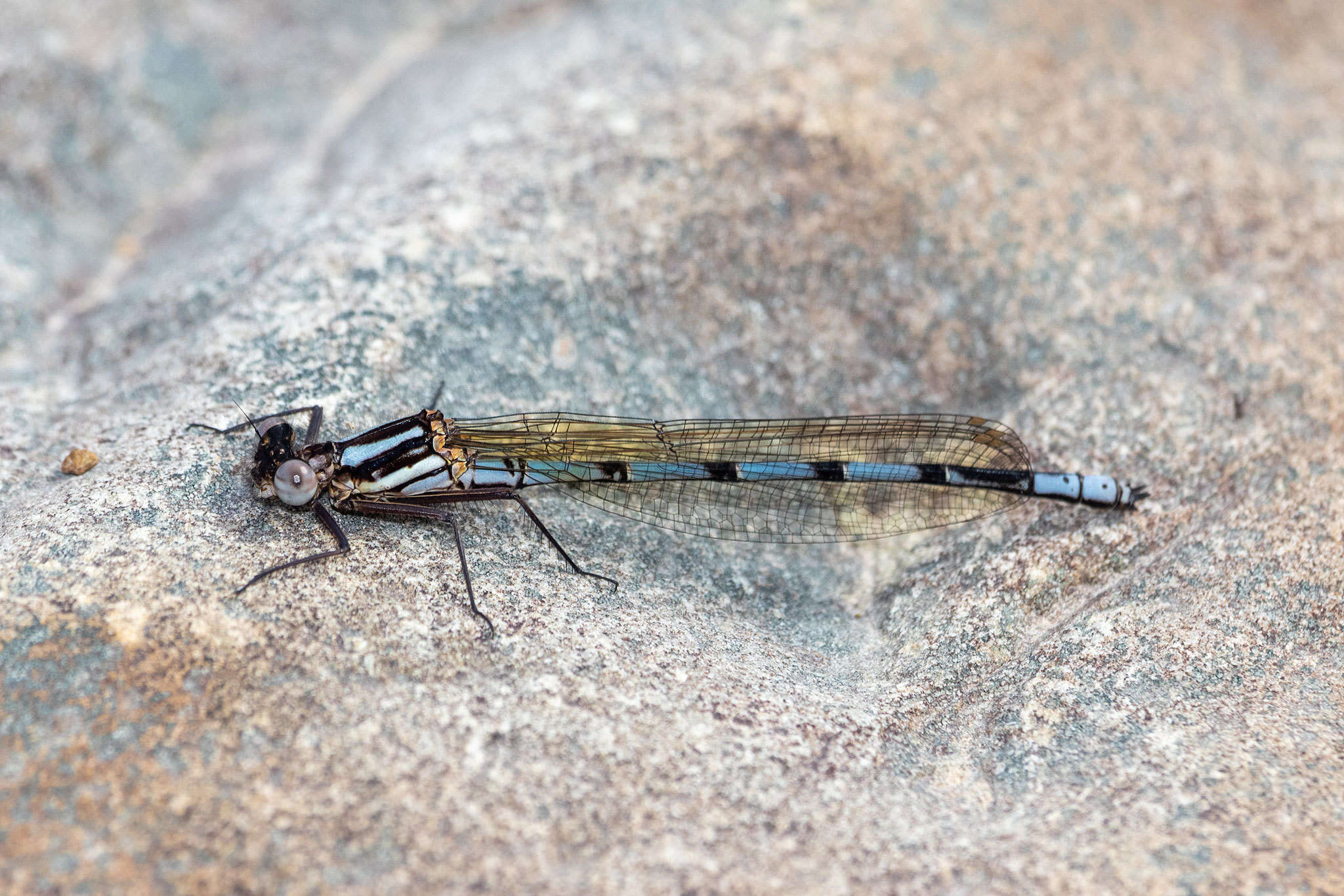 Image of Kubusi stream damsel