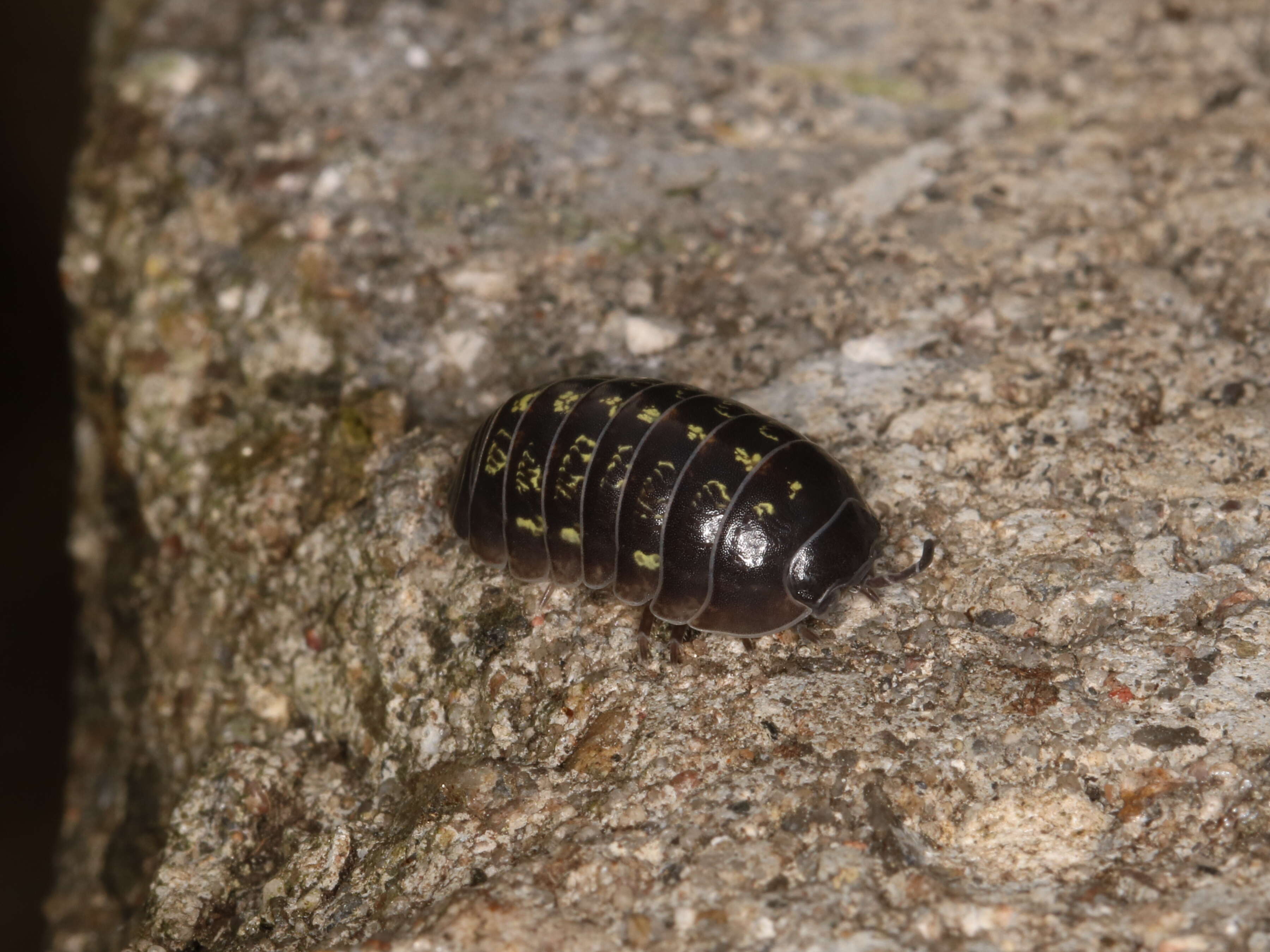 Image of Pill woodlouse