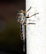 Image of Cerdistus fuscipennis (Macquart 1838)