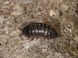 Image of Pill woodlouse